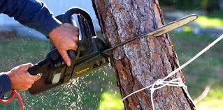 Best Commercial Tree Services  in Butler, IN
