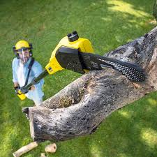 Best Arborist Consultation Services  in Butler, IN