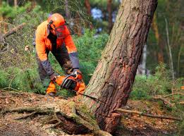 Best Tree Maintenance Programs  in Butler, IN