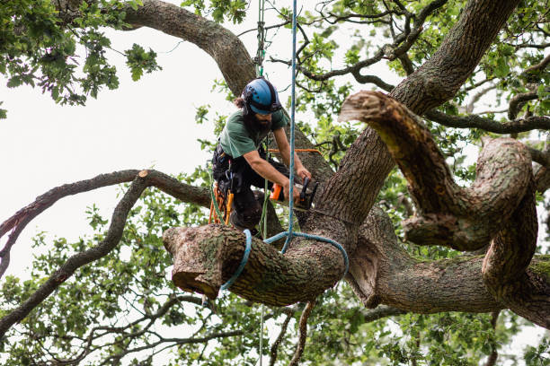 Best Hazardous Tree Removal  in Butler, IN