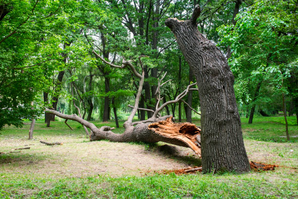 How Our Tree Care Process Works  in  Butler, IN