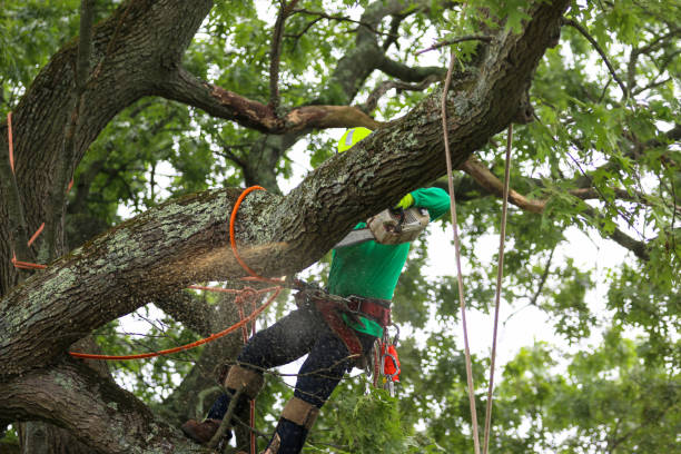Best Storm Damage Tree Cleanup  in Butler, IN