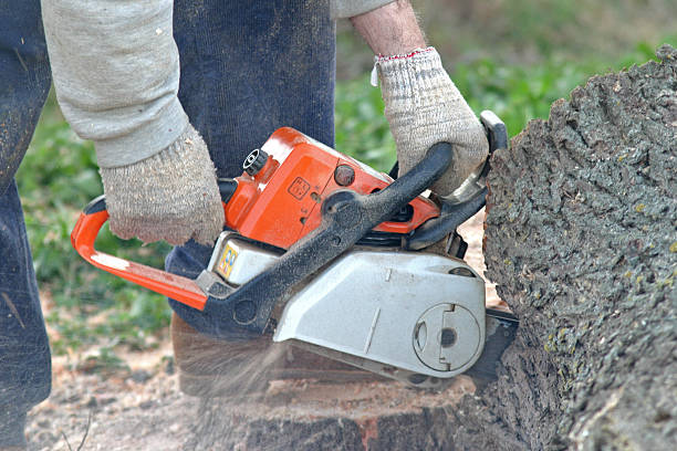 Best Lawn Maintenance Plans  in Butler, IN
