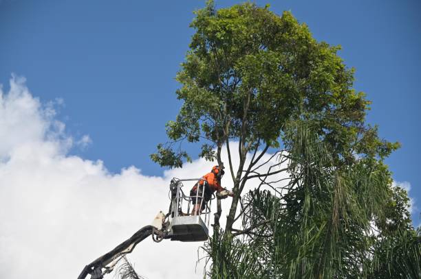 Best Tree Removal  in Butler, IN