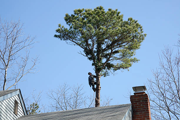 Best Lawn Dethatching  in Butler, IN
