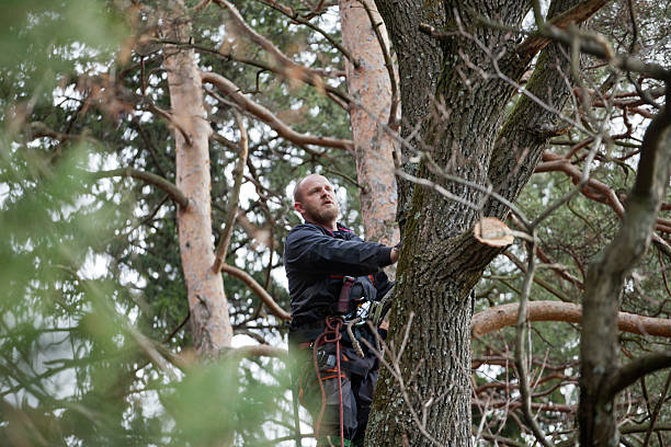 Best Tree Disease Treatment  in Butler, IN