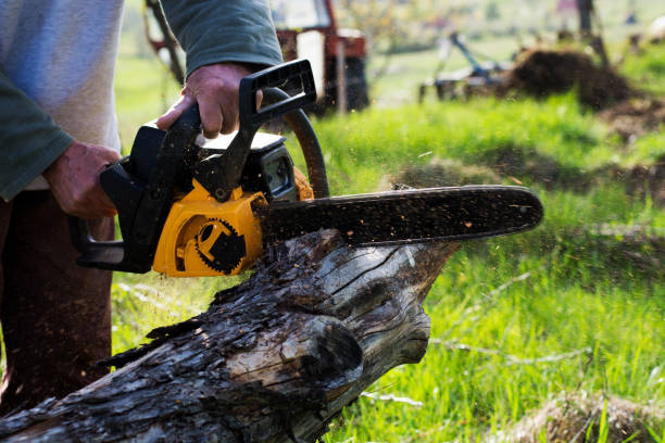 Reliable Butler, IN Tree Care Solutions
