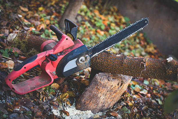 Best Emergency Tree Removal  in Butler, IN